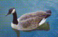 Canadian goose: example of halftone dots